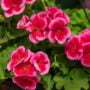 Geranium – Calliope Large Rose Mega Splash – 12″ Fiber Hanging Basket